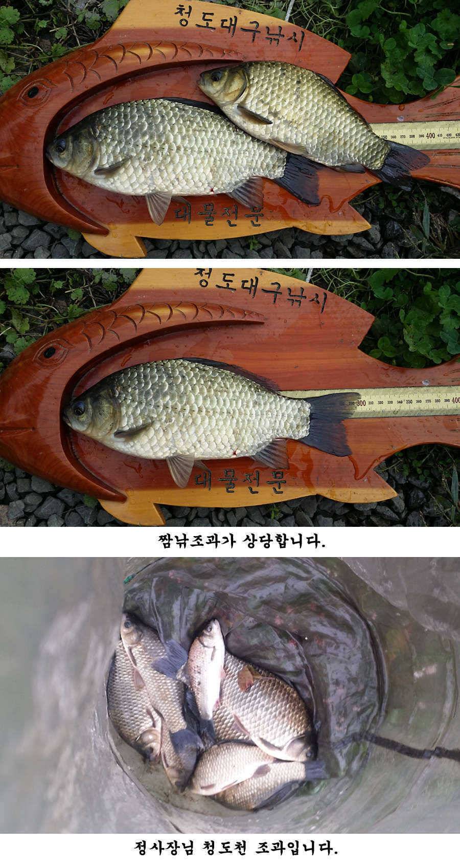 지난주말 이번주중 청도권 조황입니다 (조황조행기 - 특파원조황)