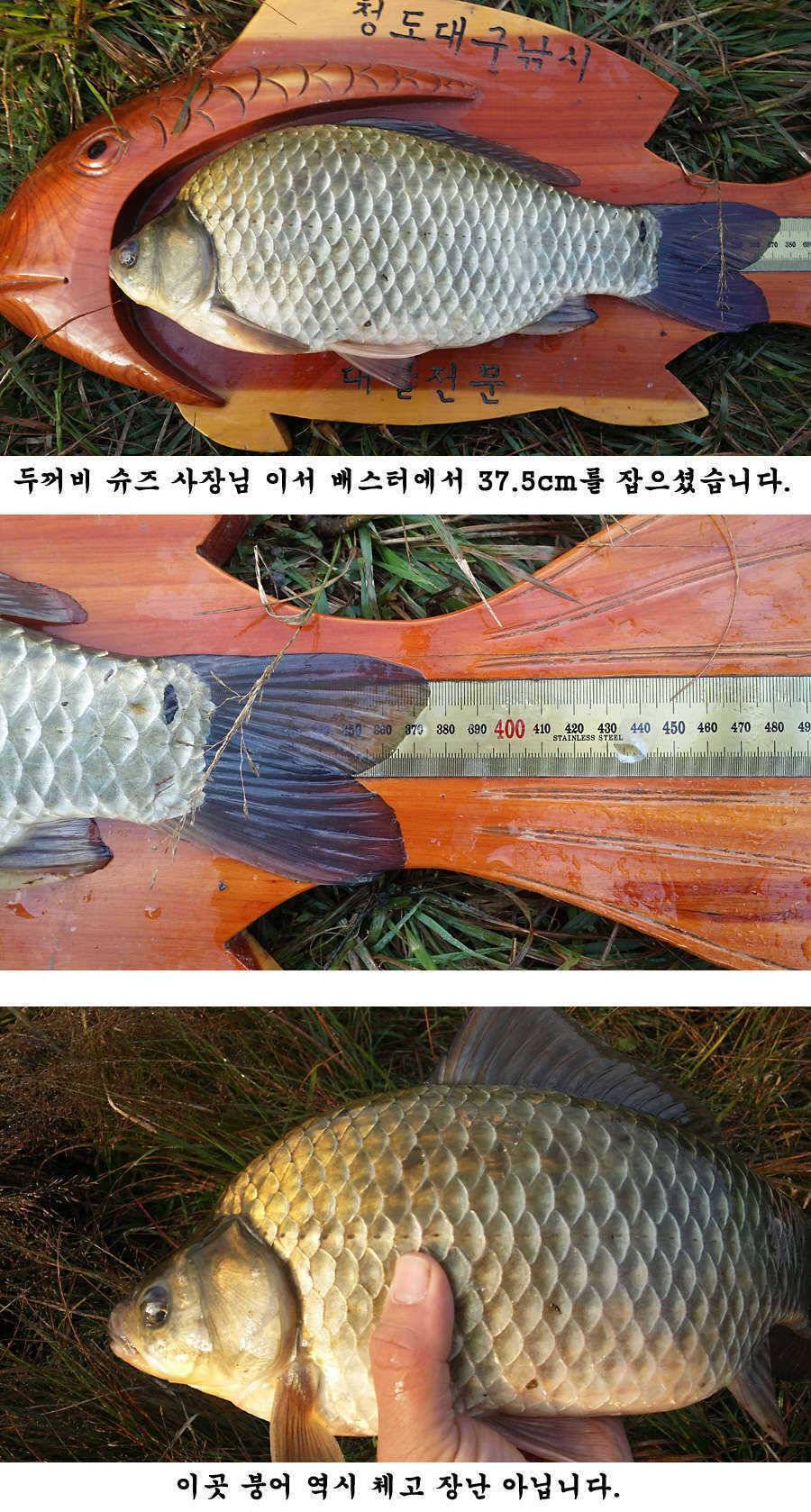 지난주말 이번주중 청도권 조황입니다 (조황조행기 - 특파원조황)