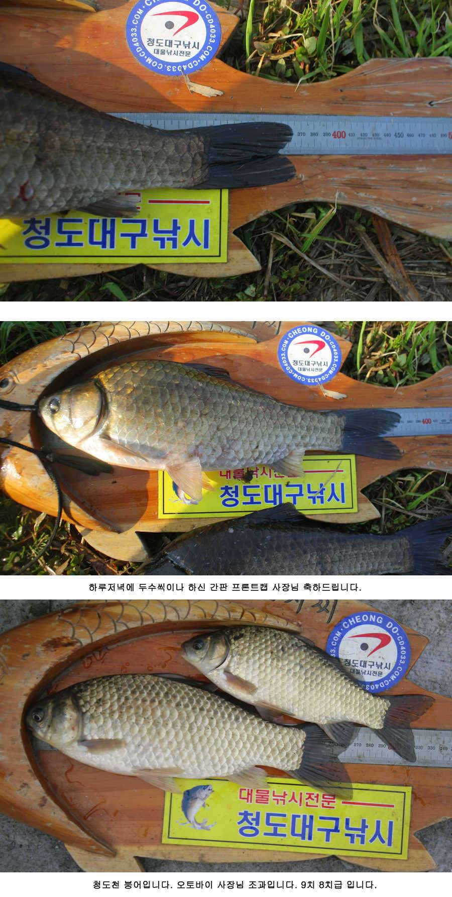 청도권 425 38 34 32 32 오늘조황 (조황조행기 - 특파원조황)