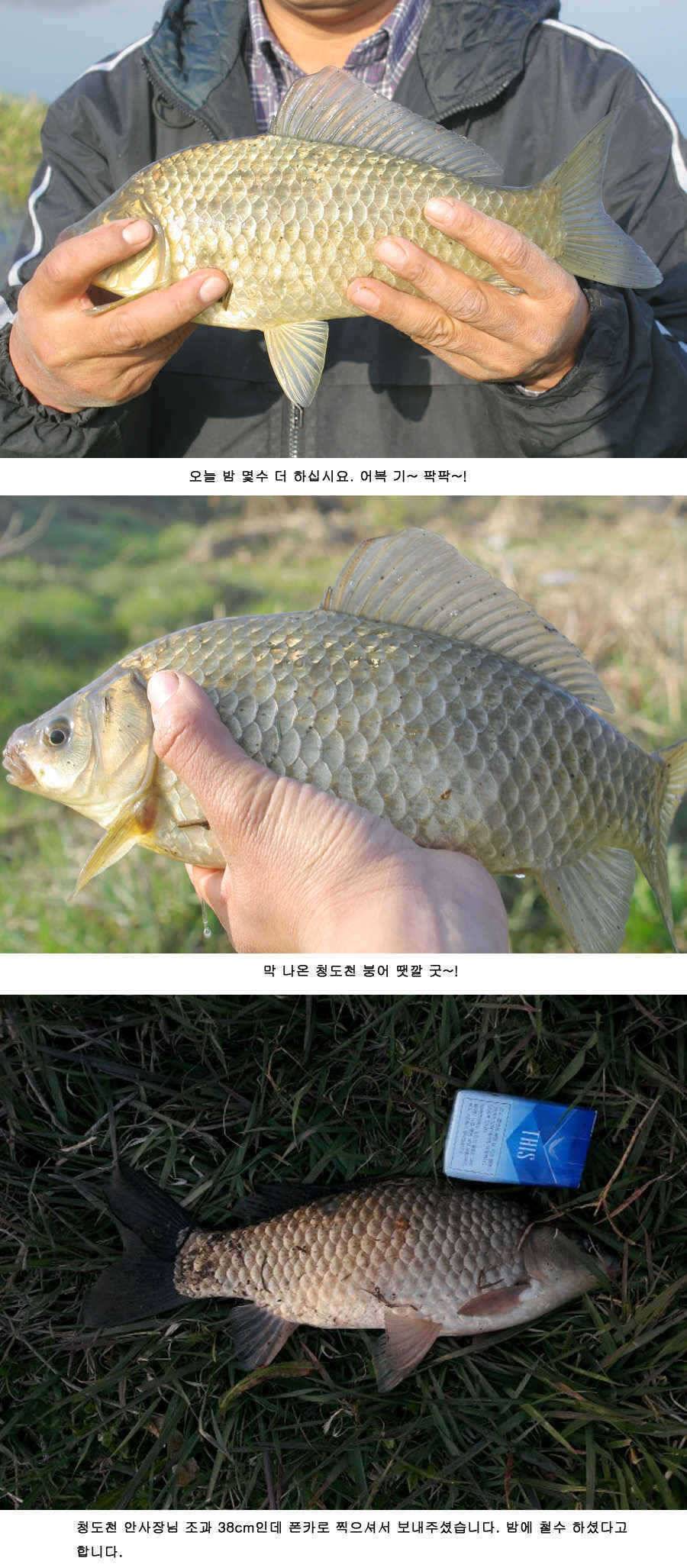 청도권 425 38 34 32 32 오늘조황 (조황조행기 - 특파원조황)