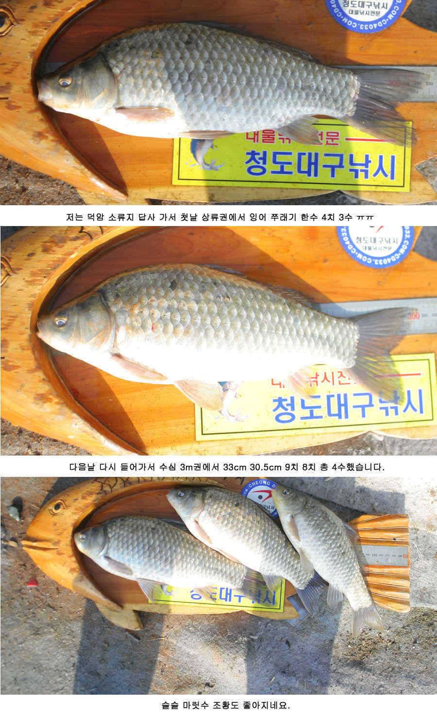 조황조행기 > 특파원조황 > 청도권 42.5 38 34 32 32 오늘조황