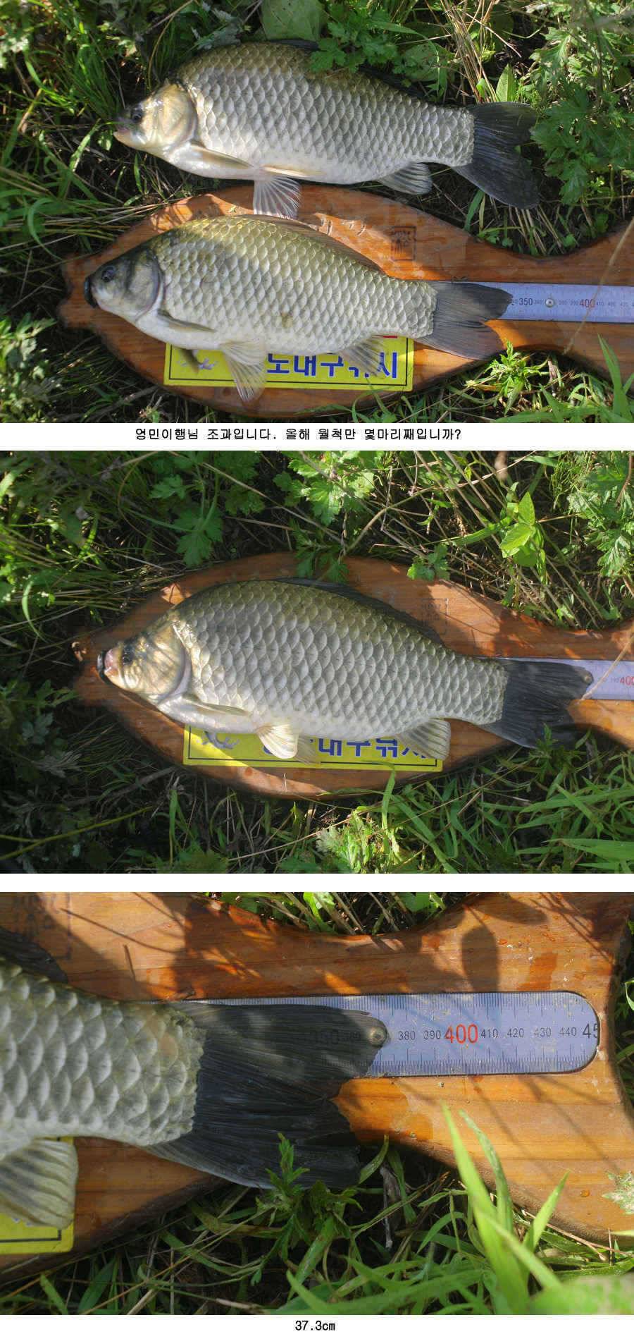 청도권 주중 조황정보 (조황조행기 - 특파원조황)