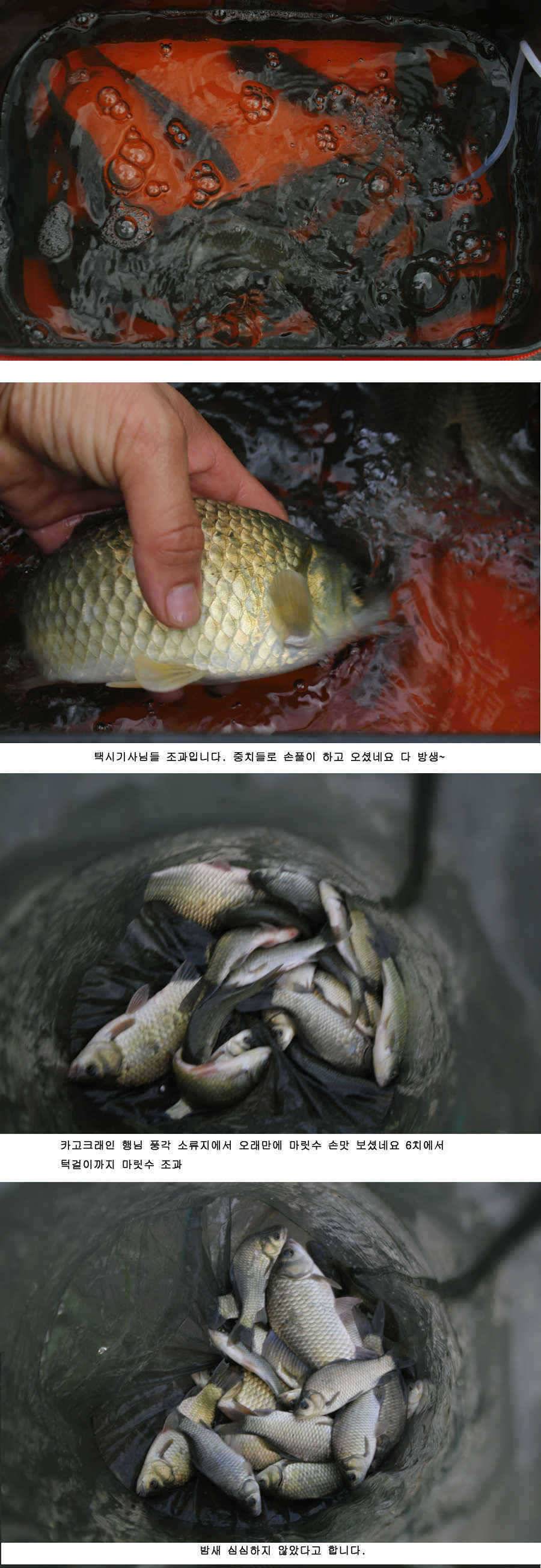 청도권 주중 조황정보 (조황조행기 - 특파원조황)