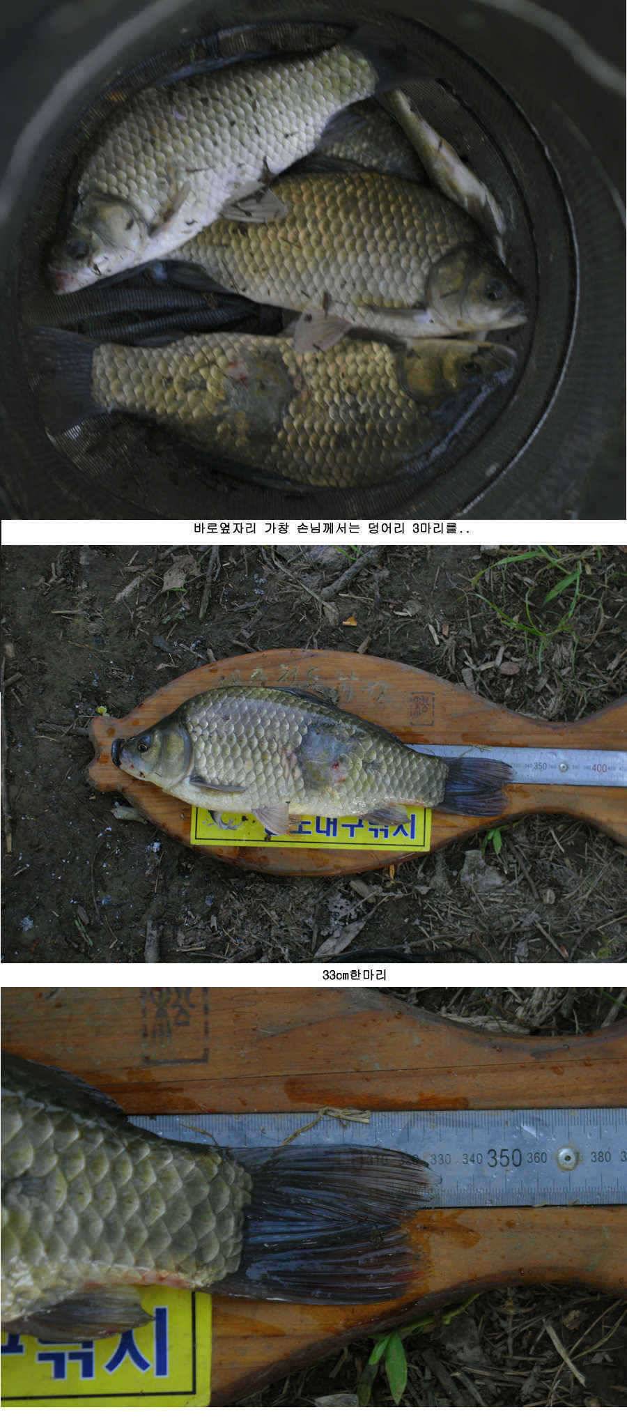 청도권 주중 조황정보 (조황조행기 - 특파원조황)