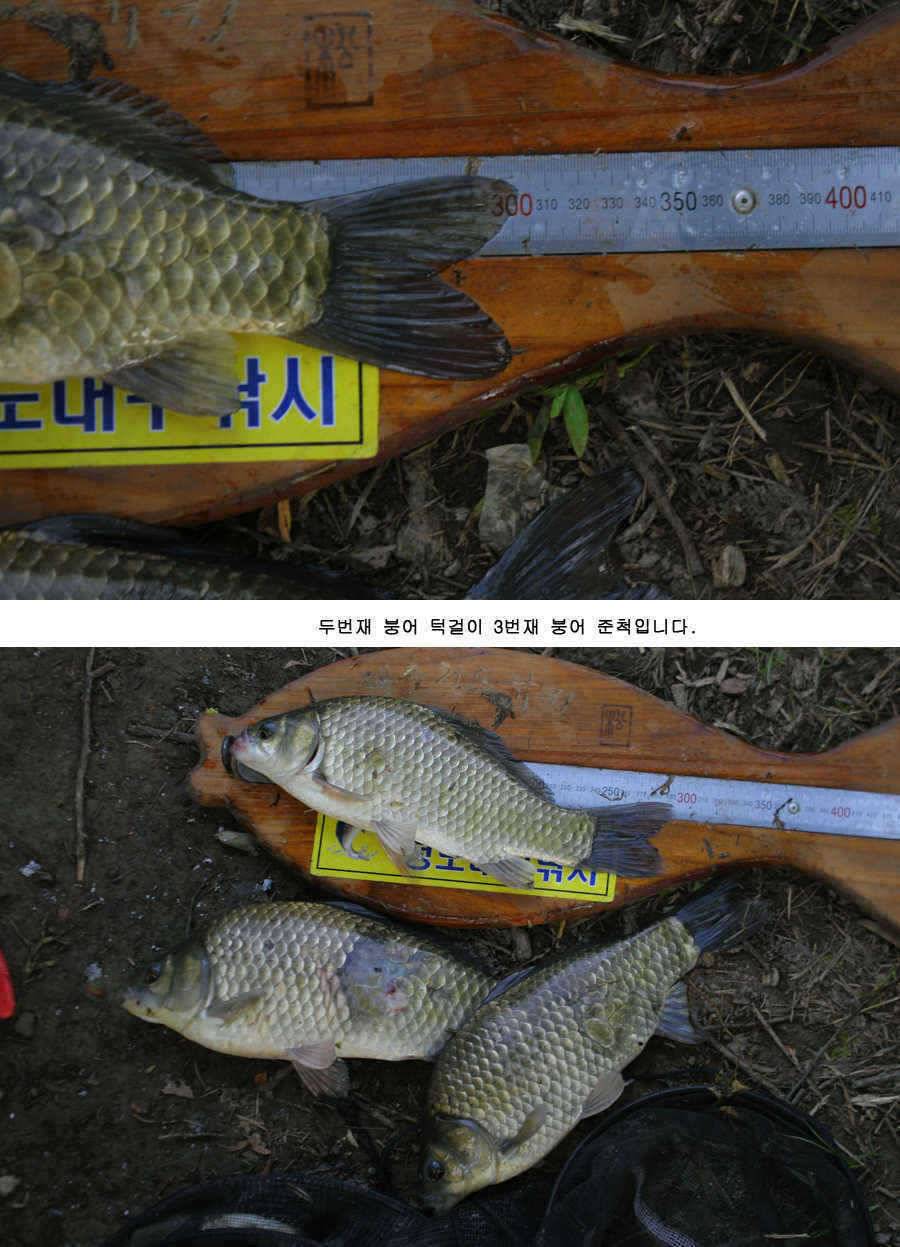 청도권 주중 조황정보 (조황조행기 - 특파원조황)