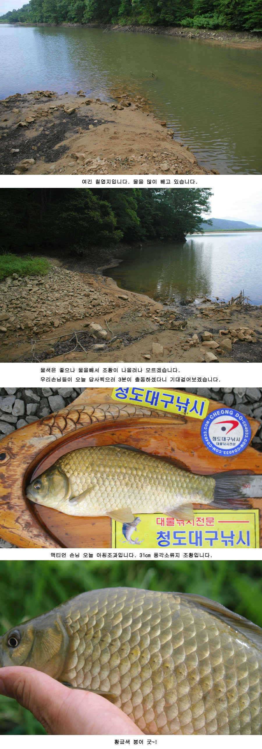 청도권 주중 조황정보 (조황조행기 - 특파원조황)