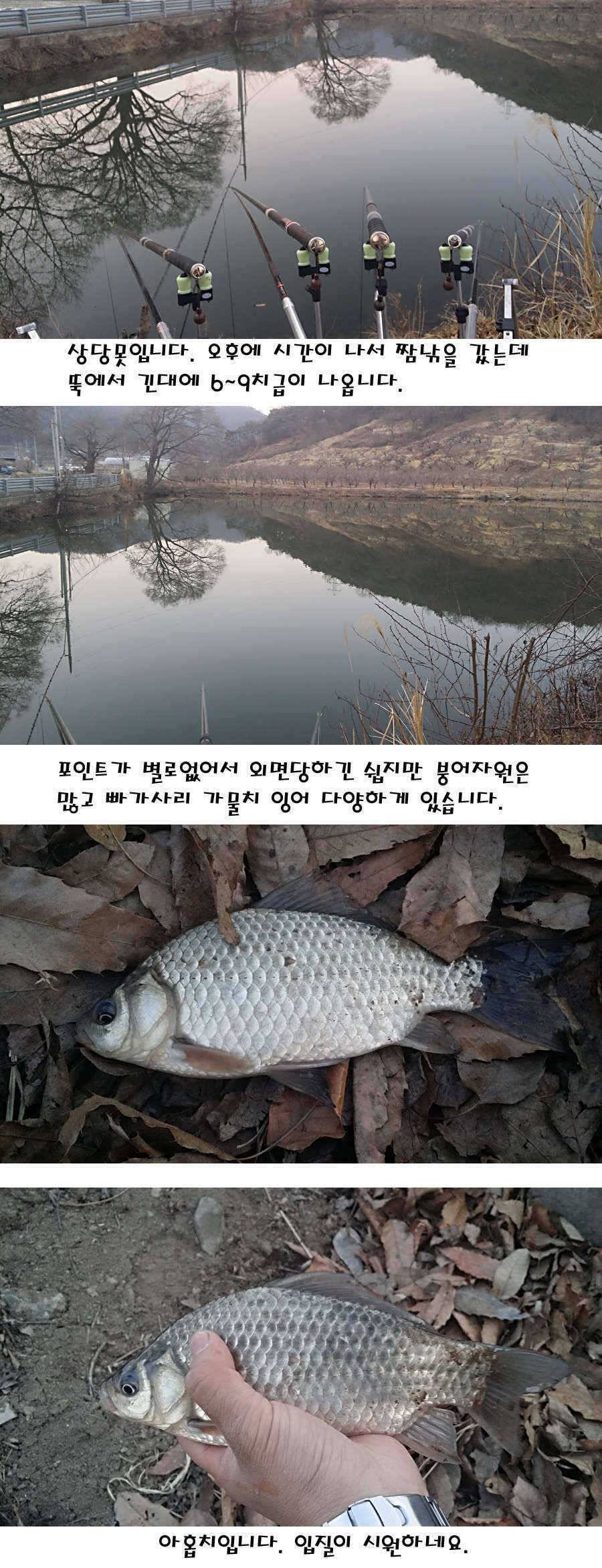 청도권 주중 조황정보 (조황조행기 - 특파원조황)