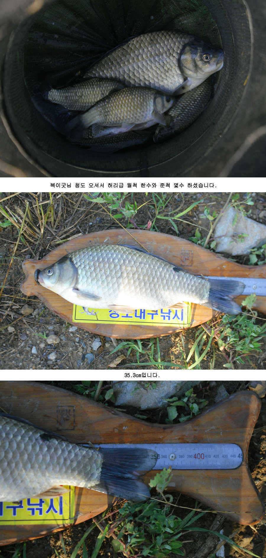 청도권 주중 조황정보 (조황조행기 - 특파원조황)