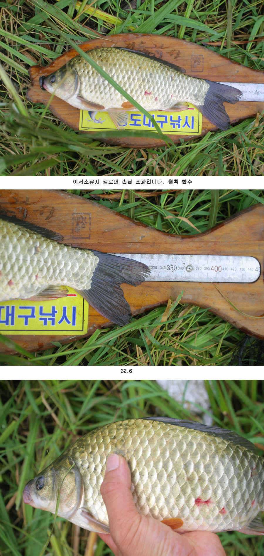 청도권 주중 조황정보 (조황조행기 - 특파원조황)