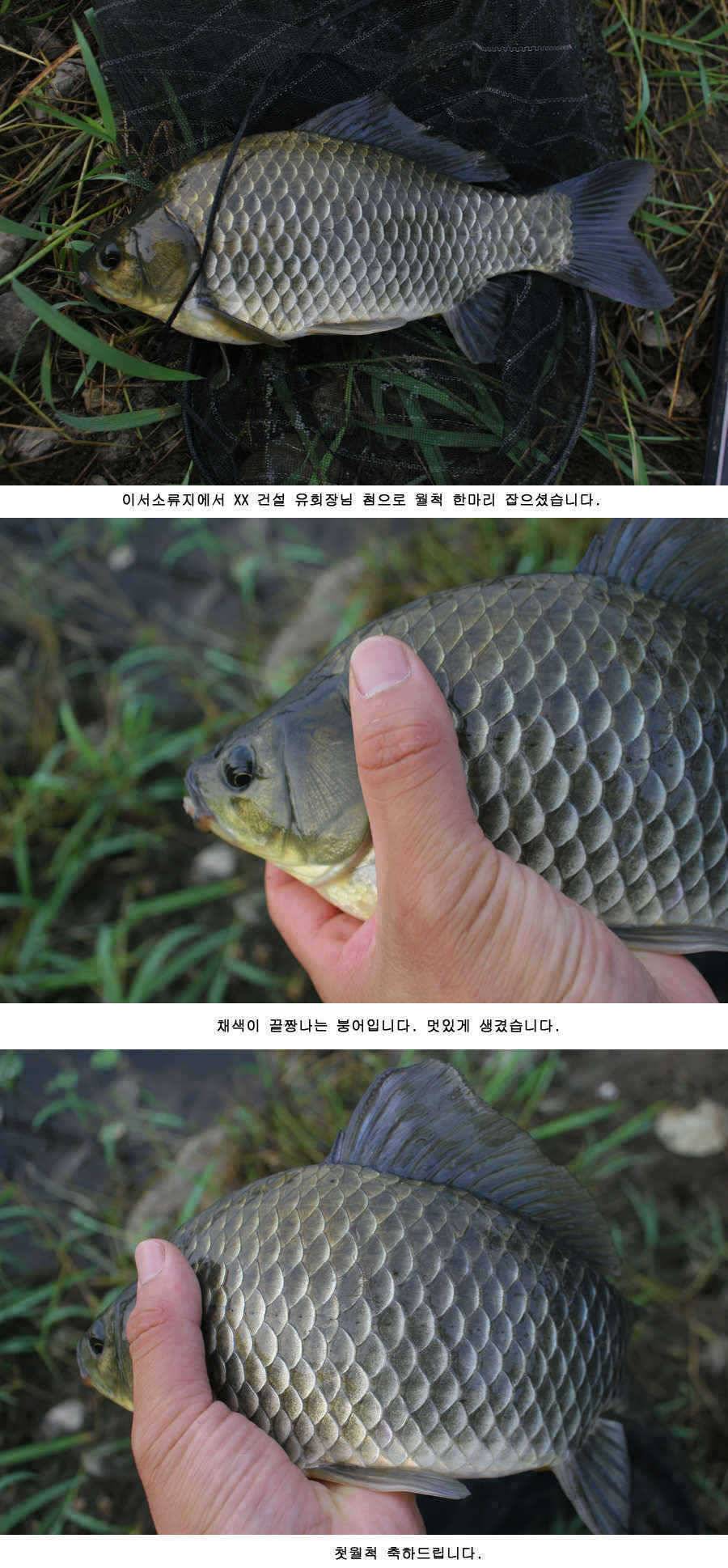 청도권 주중 조황정보 (조황조행기 - 특파원조황)