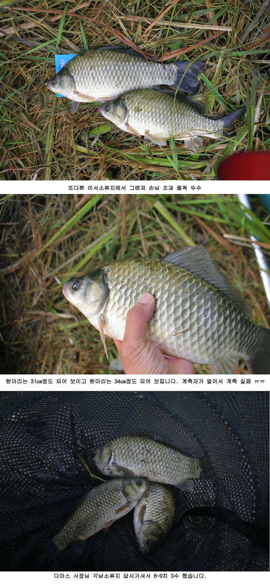청도권 주중 조황정보 (조황조행기 - 특파원조황)
