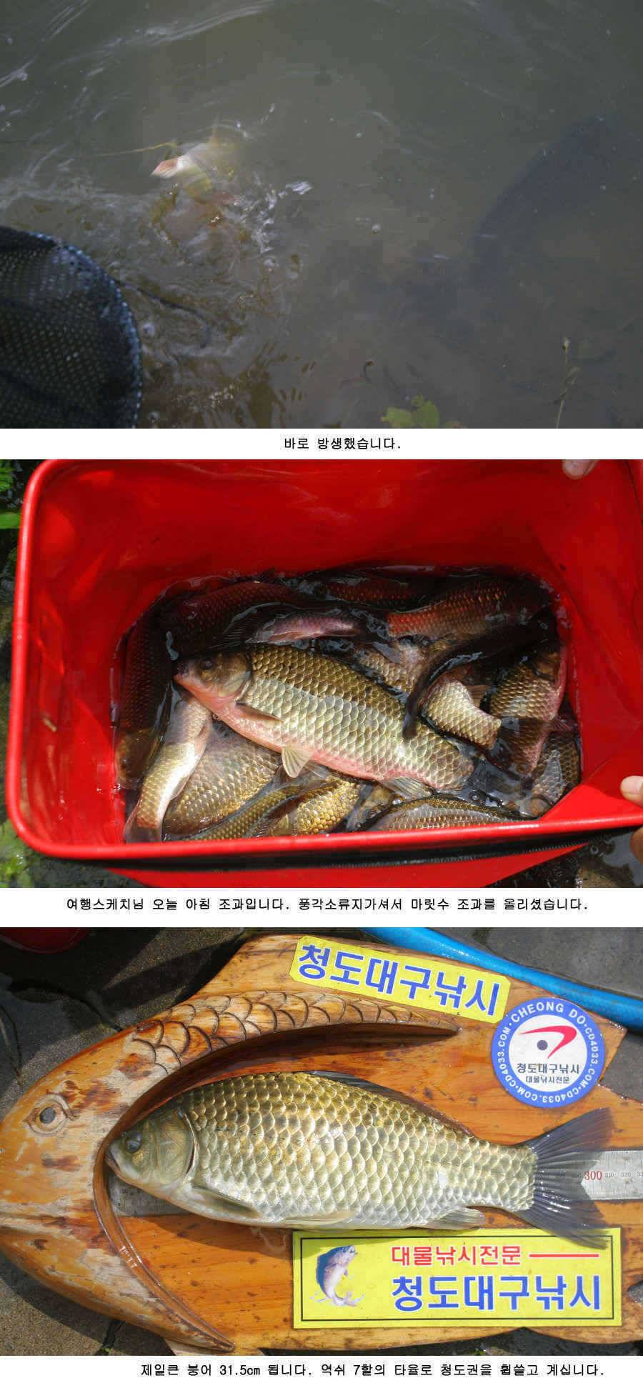 청도권 주중 조황정보 (조황조행기 - 특파원조황)