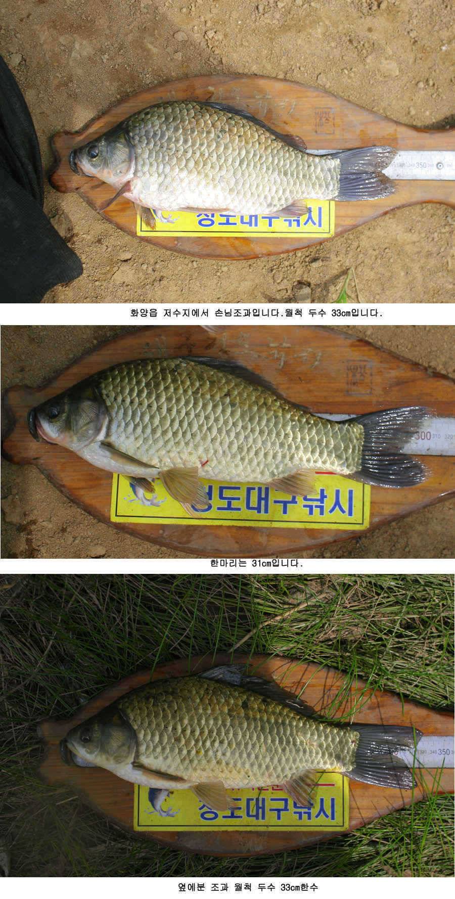 청도권 주중 조황정보 (조황조행기 - 특파원조황)