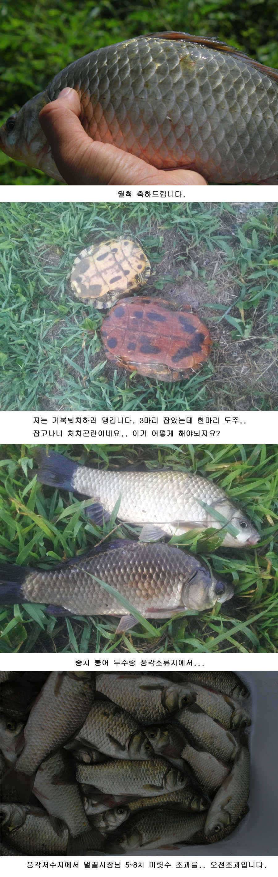 청도권 지난주중 주말 조황 (조황조행기 - 특파원조황)