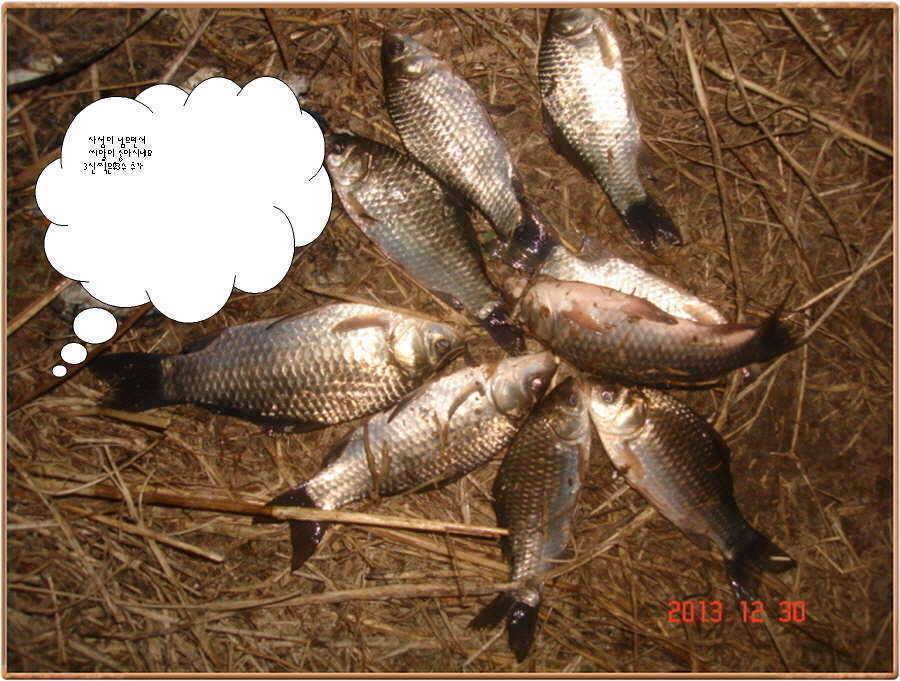 진위천 소식 (조황조행기 - 특파원조황)