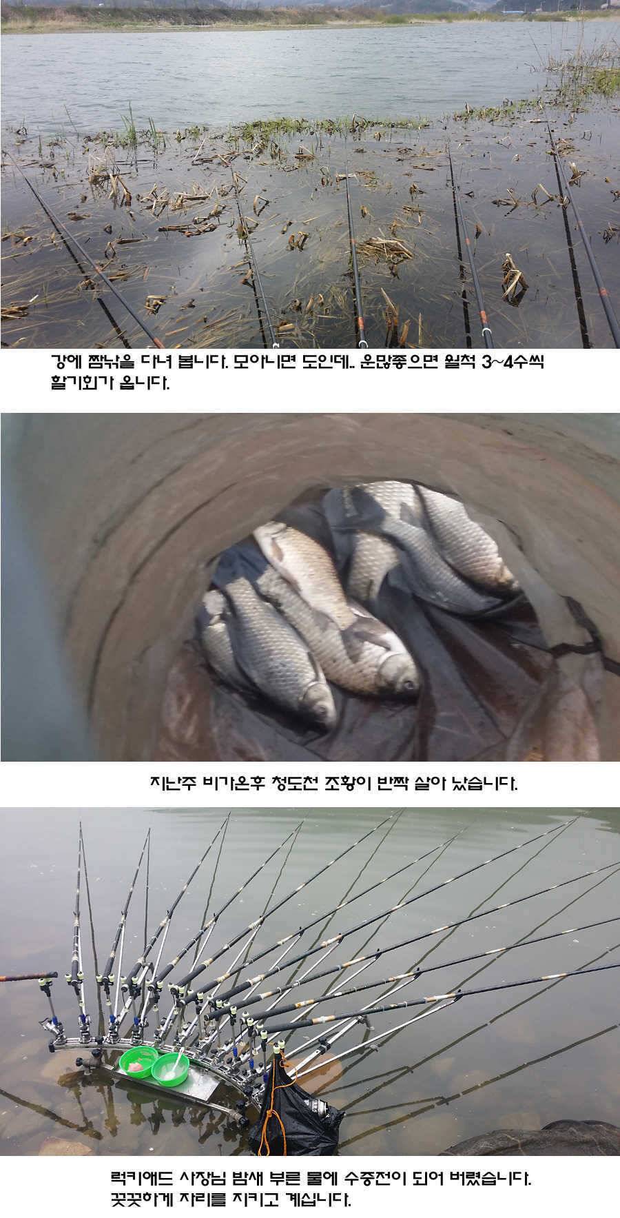 청도권 지난주 조황입니다 (조황조행기 - 특파원조황)