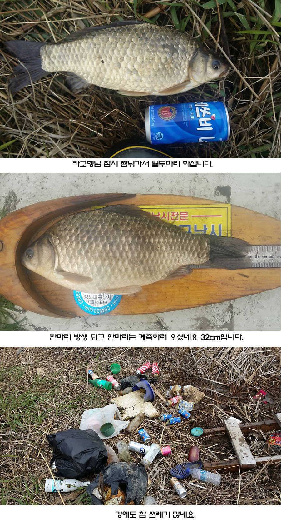 청도권 지난주 조황입니다 (조황조행기 - 특파원조황)