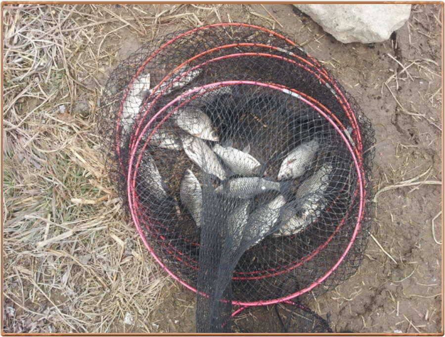 진위천 조황 소식 (조황조행기 - 특파원조황)