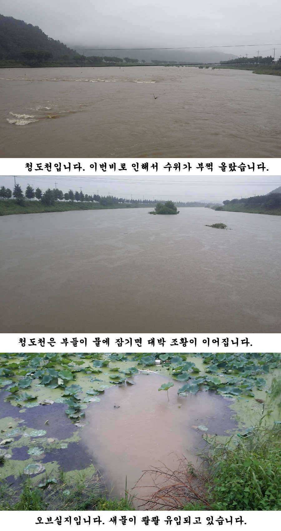 청도권 청도천 빵빵 터집니다 (조황조행기 - 특파원조황)