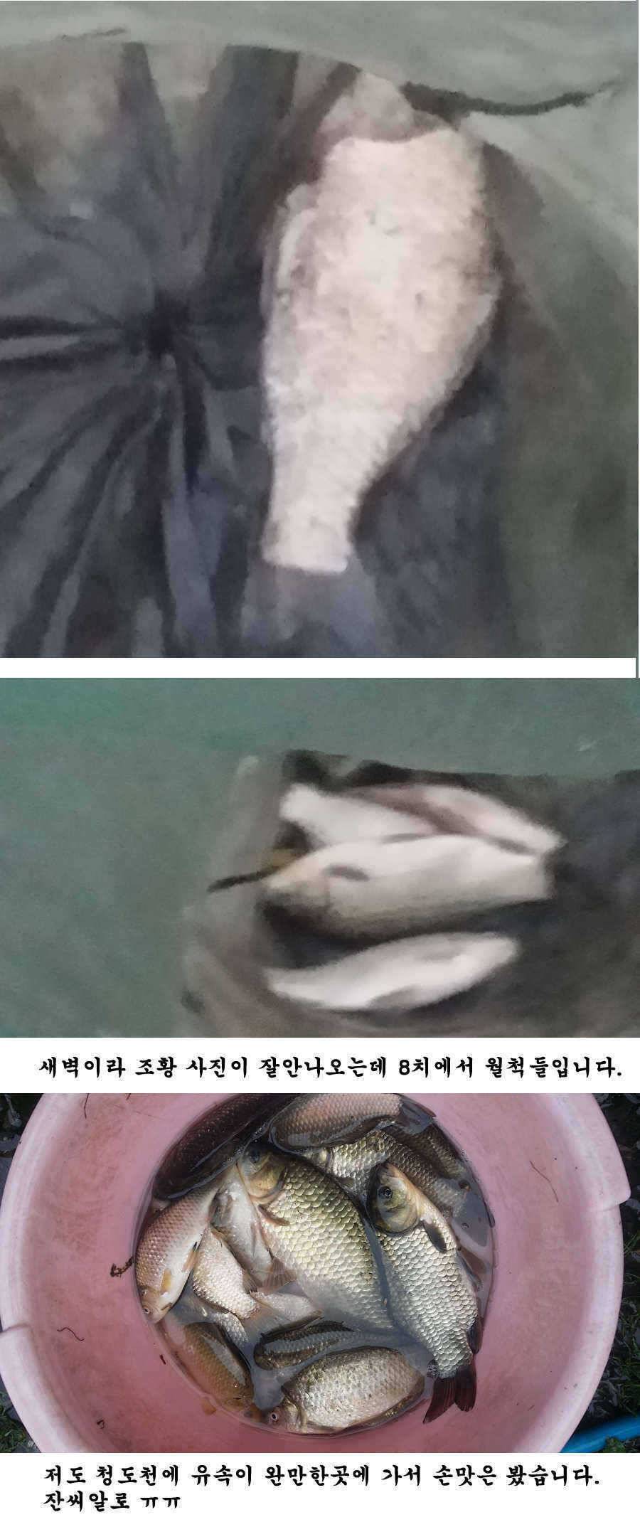 청도권 청도천 빵빵 터집니다 (조황조행기 - 특파원조황)