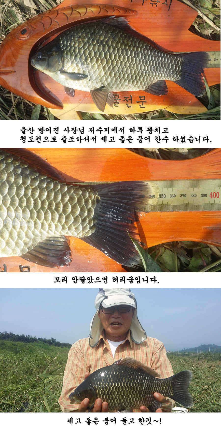 청도권 청도천 빵빵 터집니다 (조황조행기 - 특파원조황)