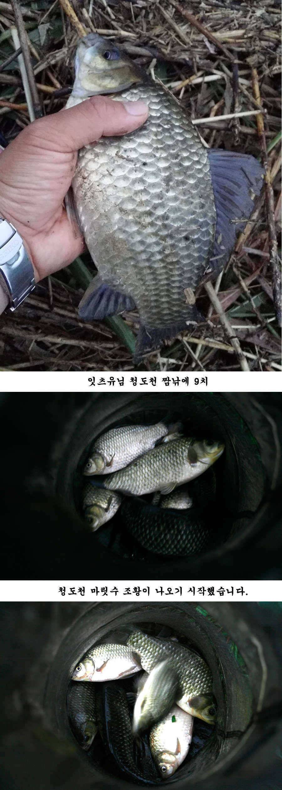 청도권 청도천 빵빵 터집니다 (조황조행기 - 특파원조황)