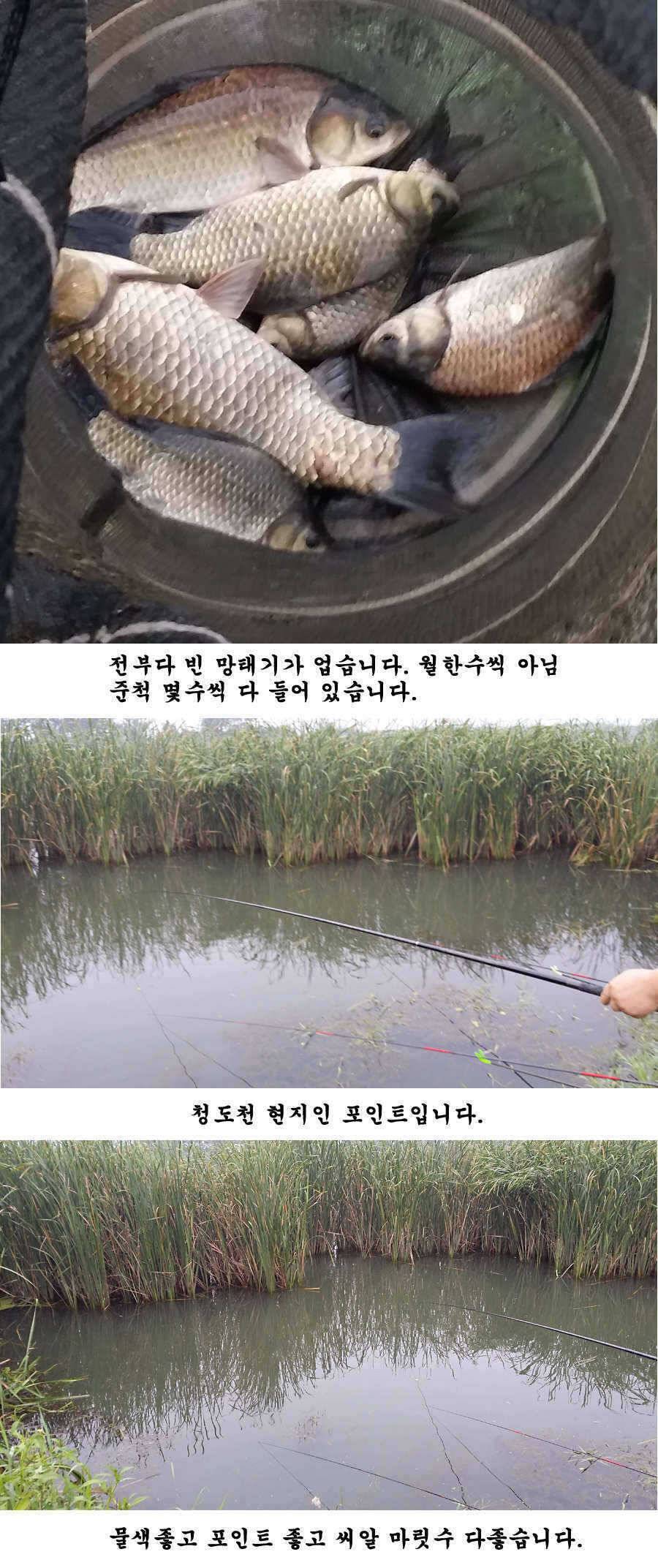 청도권 청도천 빵빵 터집니다 (조황조행기 - 특파원조황)