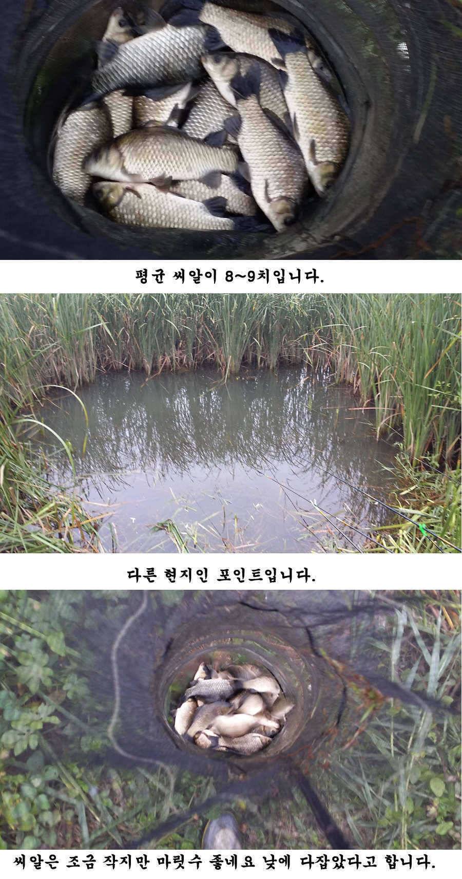 청도권 청도천 빵빵 터집니다 (조황조행기 - 특파원조황)