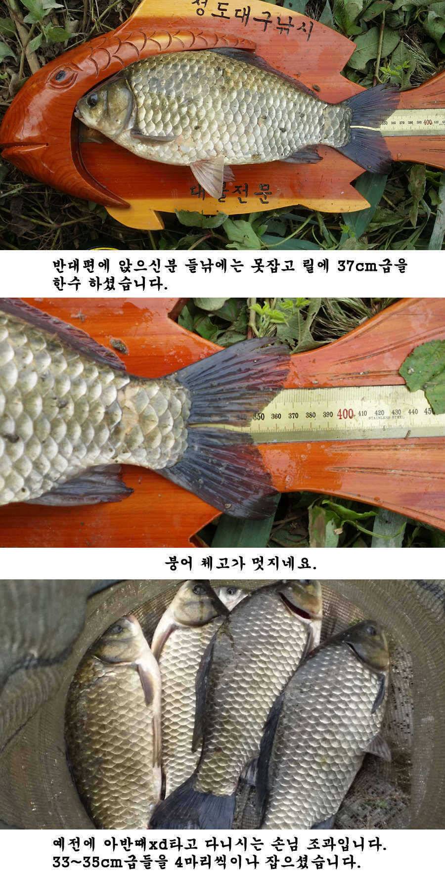 청도권 청도천 빵빵 터집니다 (조황조행기 - 특파원조황)