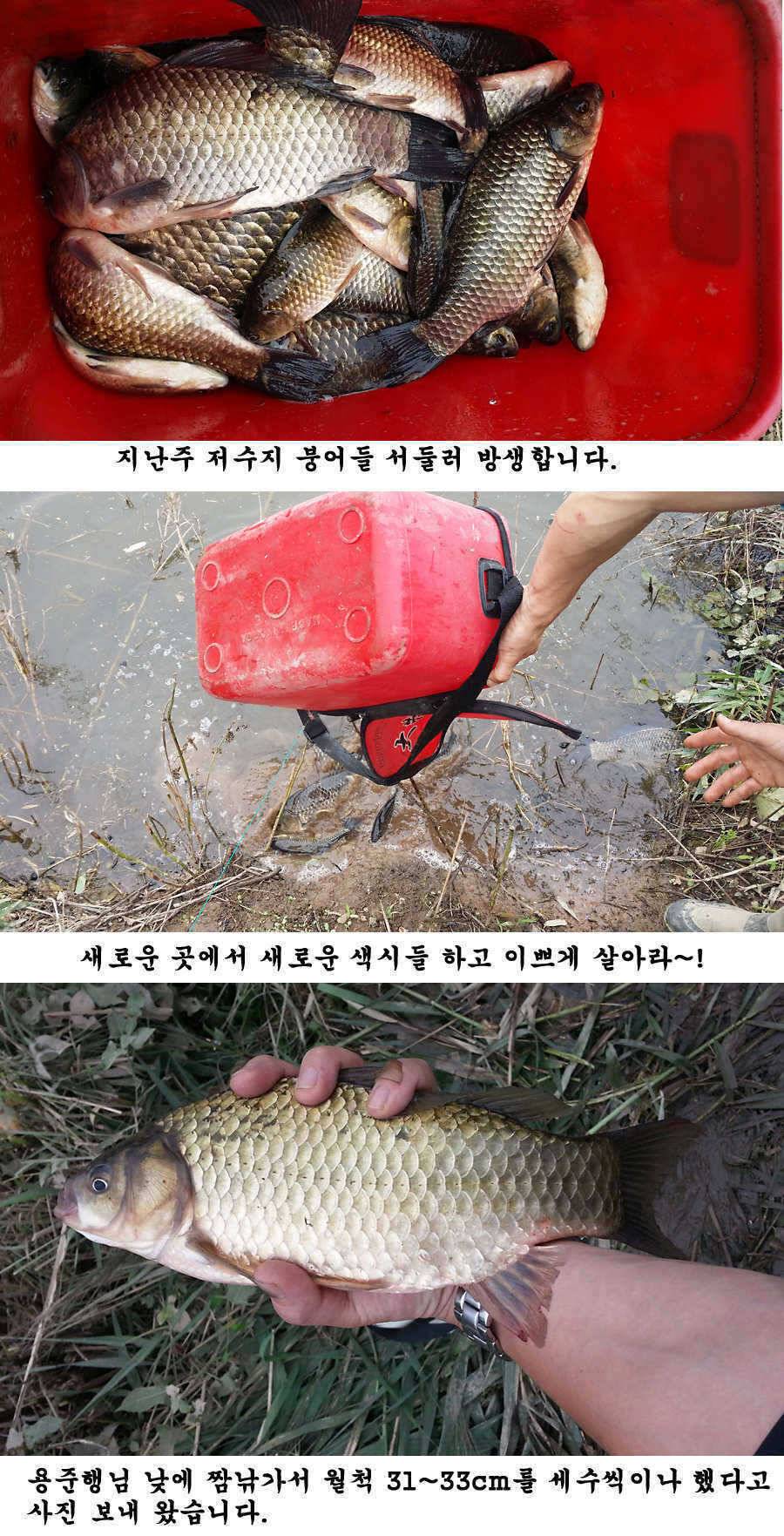 청도권 청도천 빵빵 터집니다 (조황조행기 - 특파원조황)
