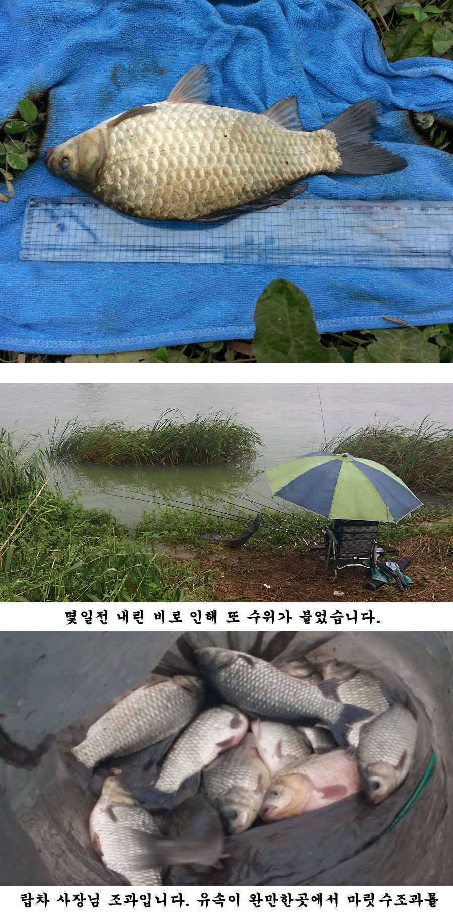청도권 청도천 빵빵 터집니다 (조황조행기 - 특파원조황)