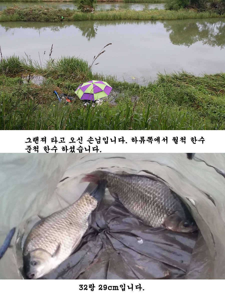 청도권 청도천 빵빵 터집니다 (조황조행기 - 특파원조황)