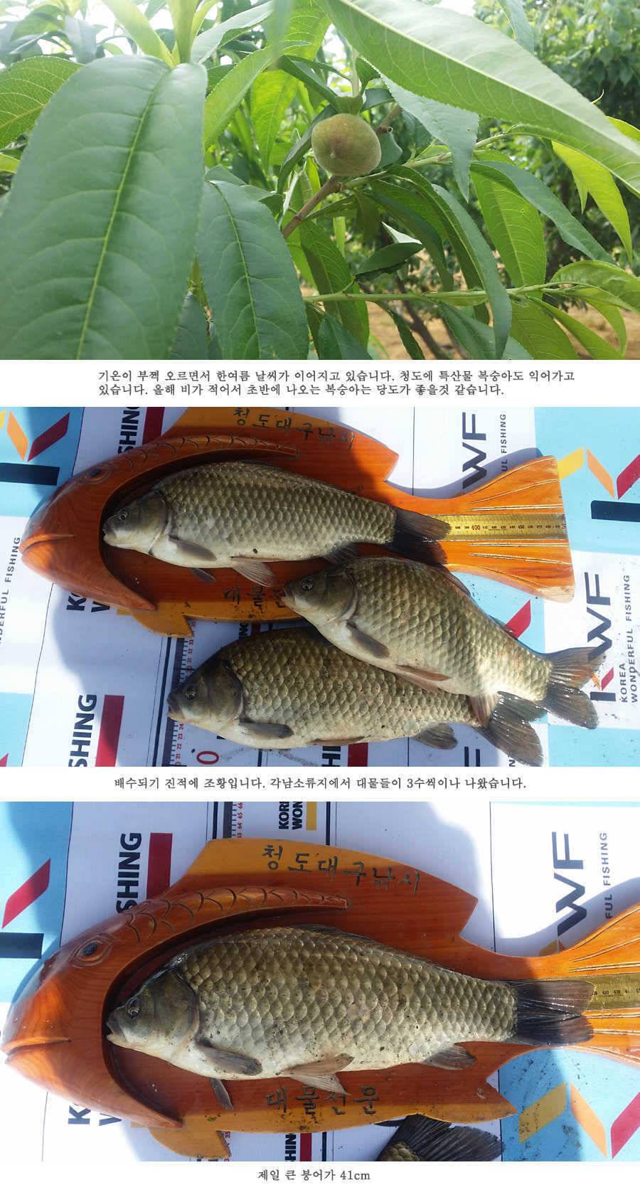 청도권 지난주 조황 배수중에도 대물들이 (조황조행기 - 특파원조황)