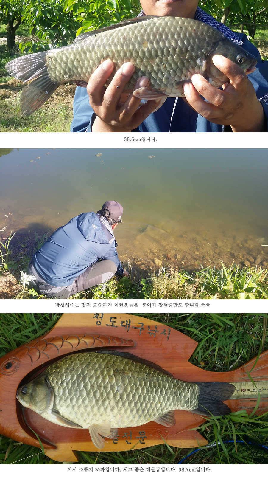 청도권 지난주 조황 배수중에도 대물들이 (조황조행기 - 특파원조황)