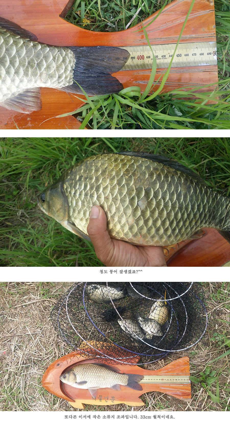 청도권 지난주 조황 배수중에도 대물들이 (조황조행기 - 특파원조황)