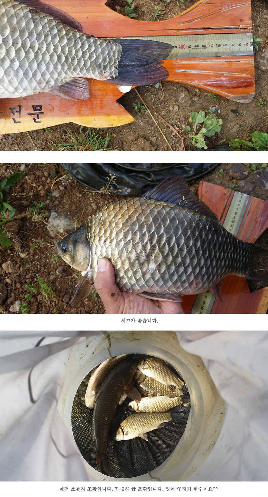 청도권 지난주 조황 배수중에도 대물들이 (조황조행기 - 특파원조황)