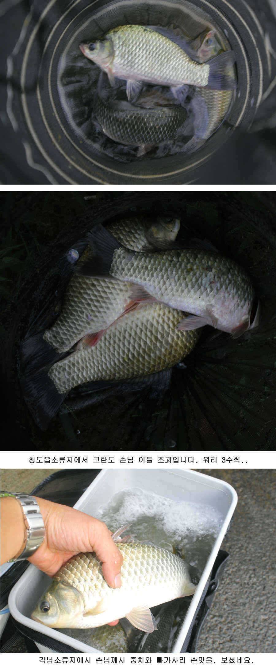 청도권 가을시즌이 열리고 있습니다 (조황조행기 - 특파원조황)