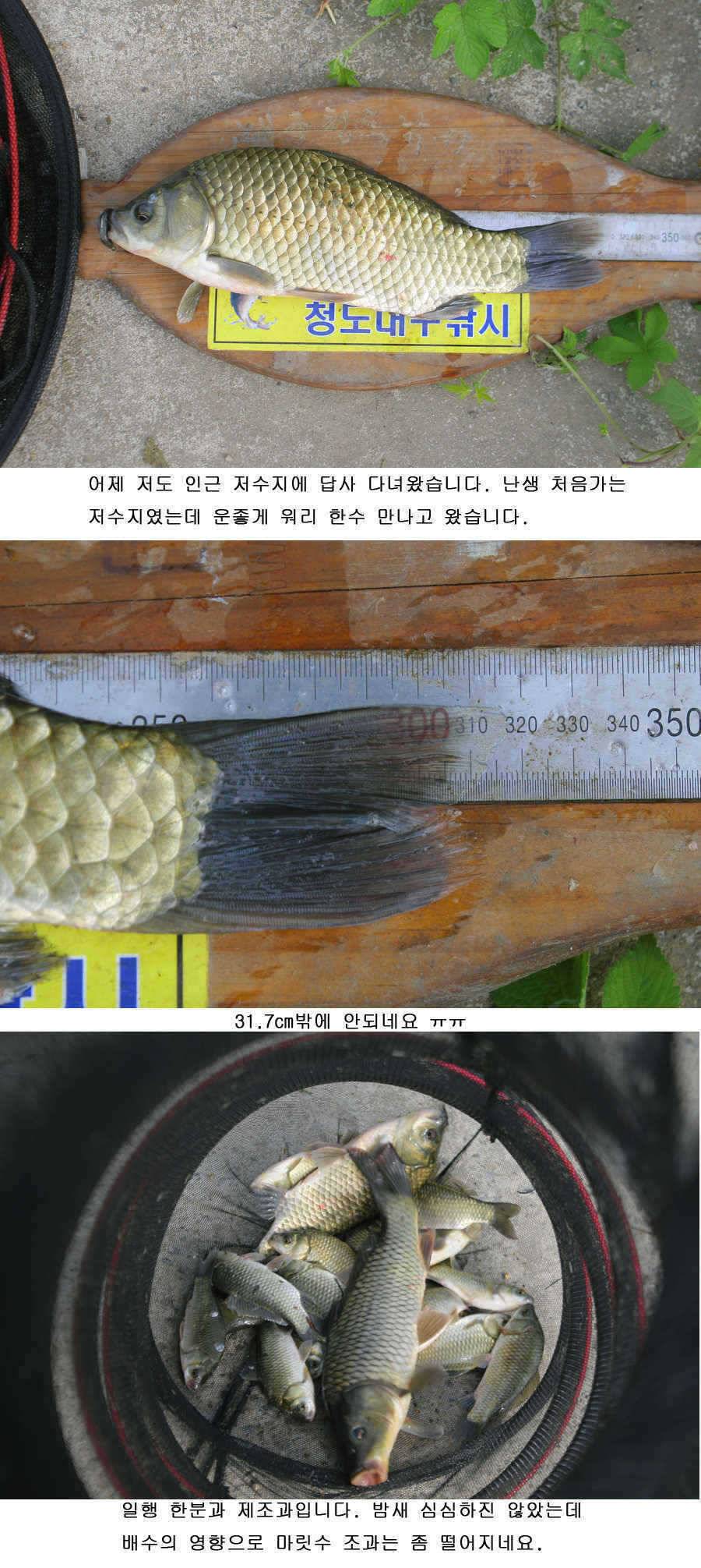청도권 가을시즌이 열리고 있습니다 (조황조행기 - 특파원조황)
