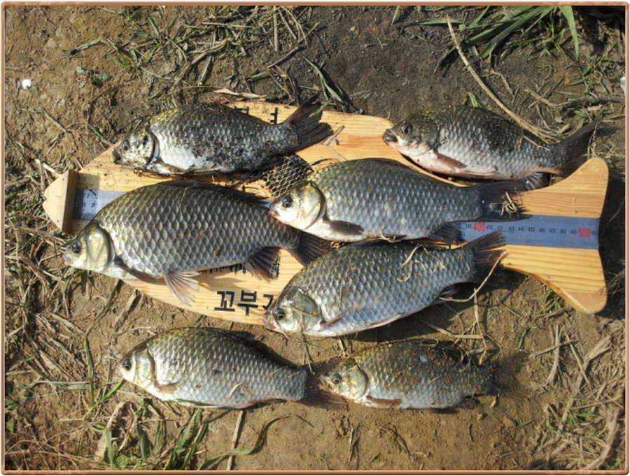 진위천 조황 소식 (조황조행기 - 특파원조황)