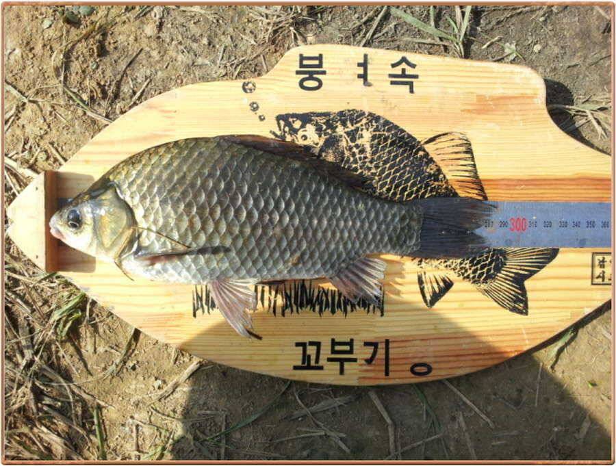 진위천 조황 소식 (조황조행기 - 특파원조황)