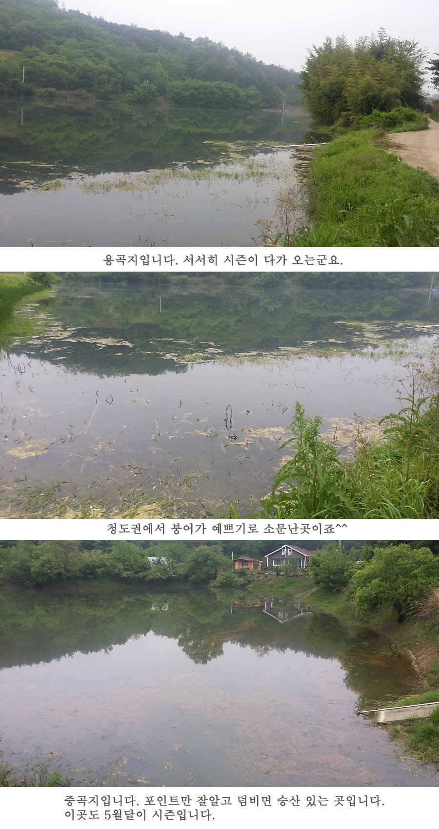 지난주 청도권 45cm (조황조행기 - 특파원조황)