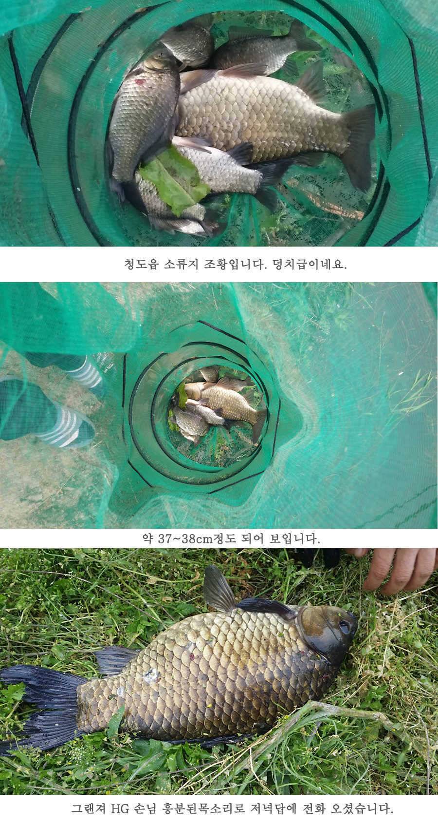 지난주 청도권 45cm (조황조행기 - 특파원조황)