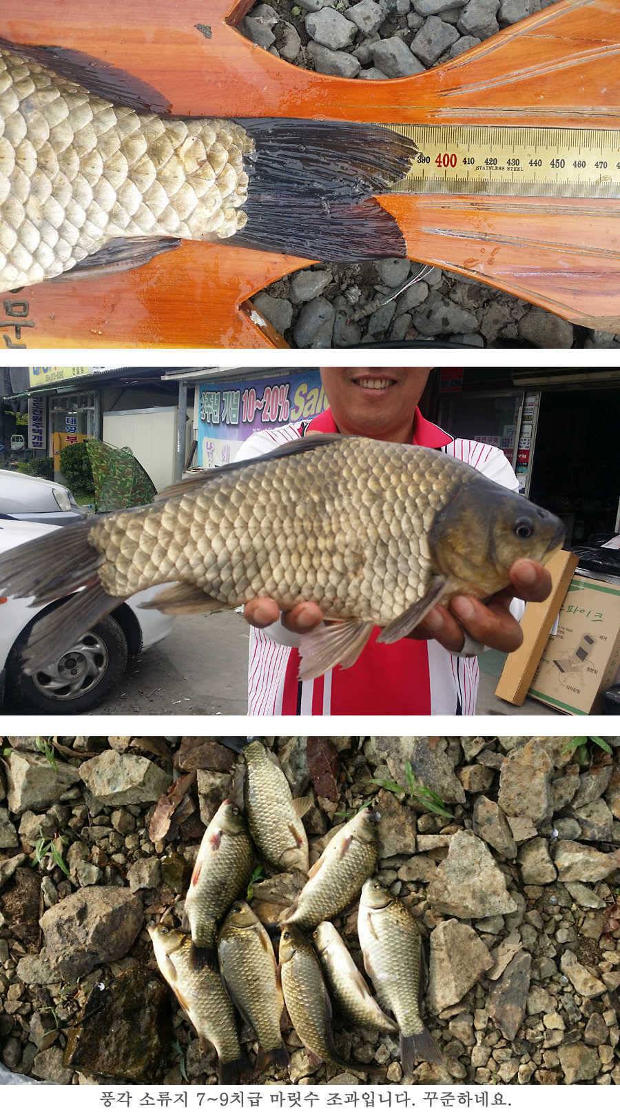 지난주 청도권 45cm (조황조행기 - 특파원조황)