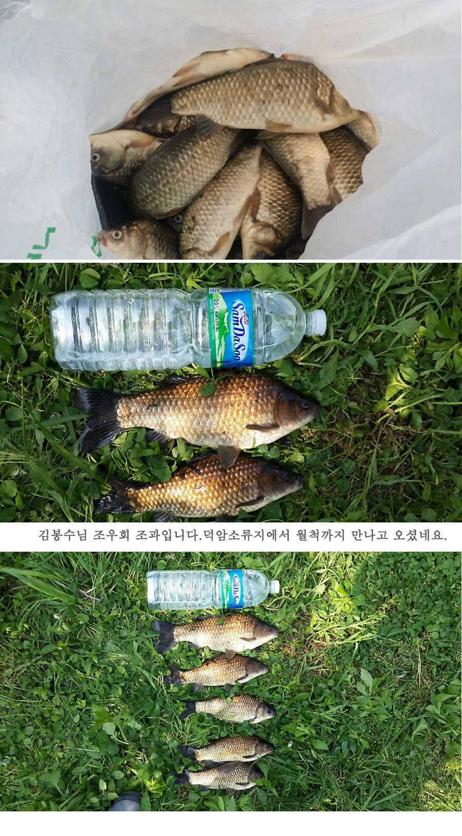 지난주 청도권 45cm (조황조행기 - 특파원조황)