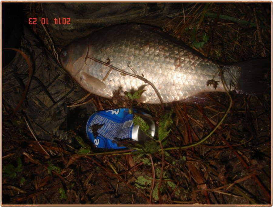 진위천 조황 소식 (조황조행기 - 특파원조황)
