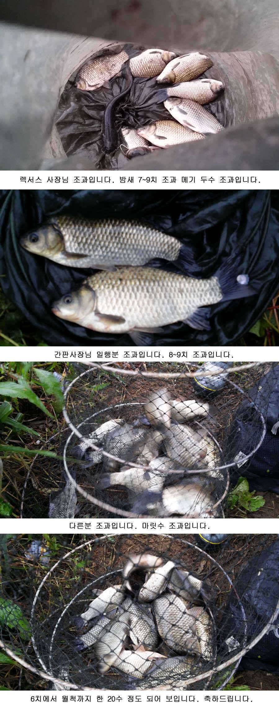 청도권 주말 452cm 및 마릿수 조과 (조황조행기 - 특파원조황)
