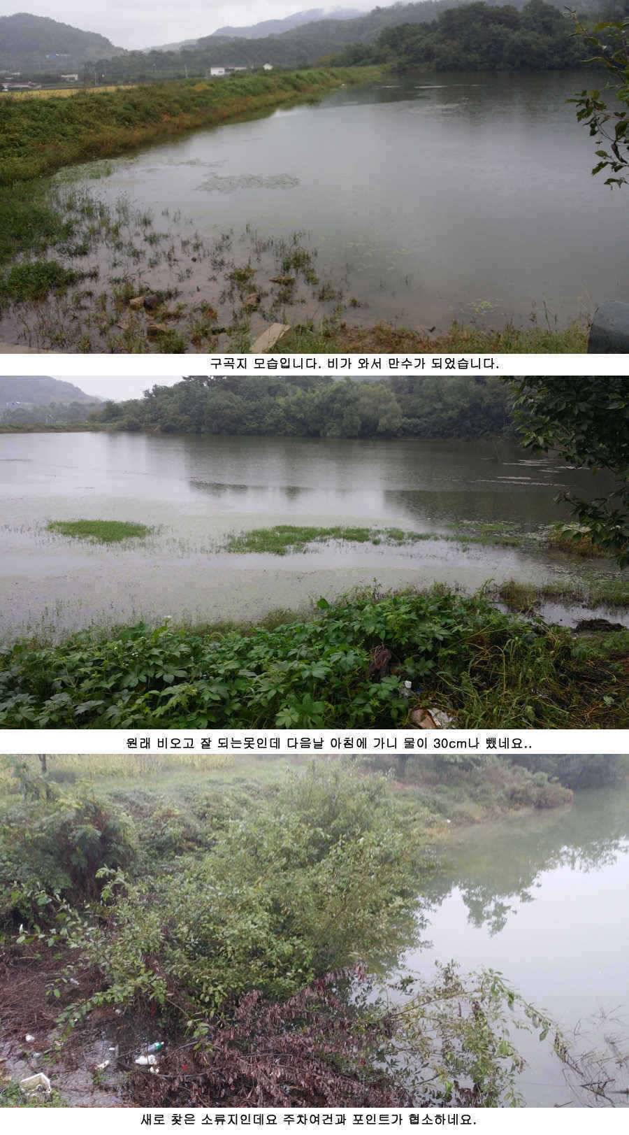 청도권 붕어40cm 잉어 1m대구리도 (조황조행기 - 특파원조황)