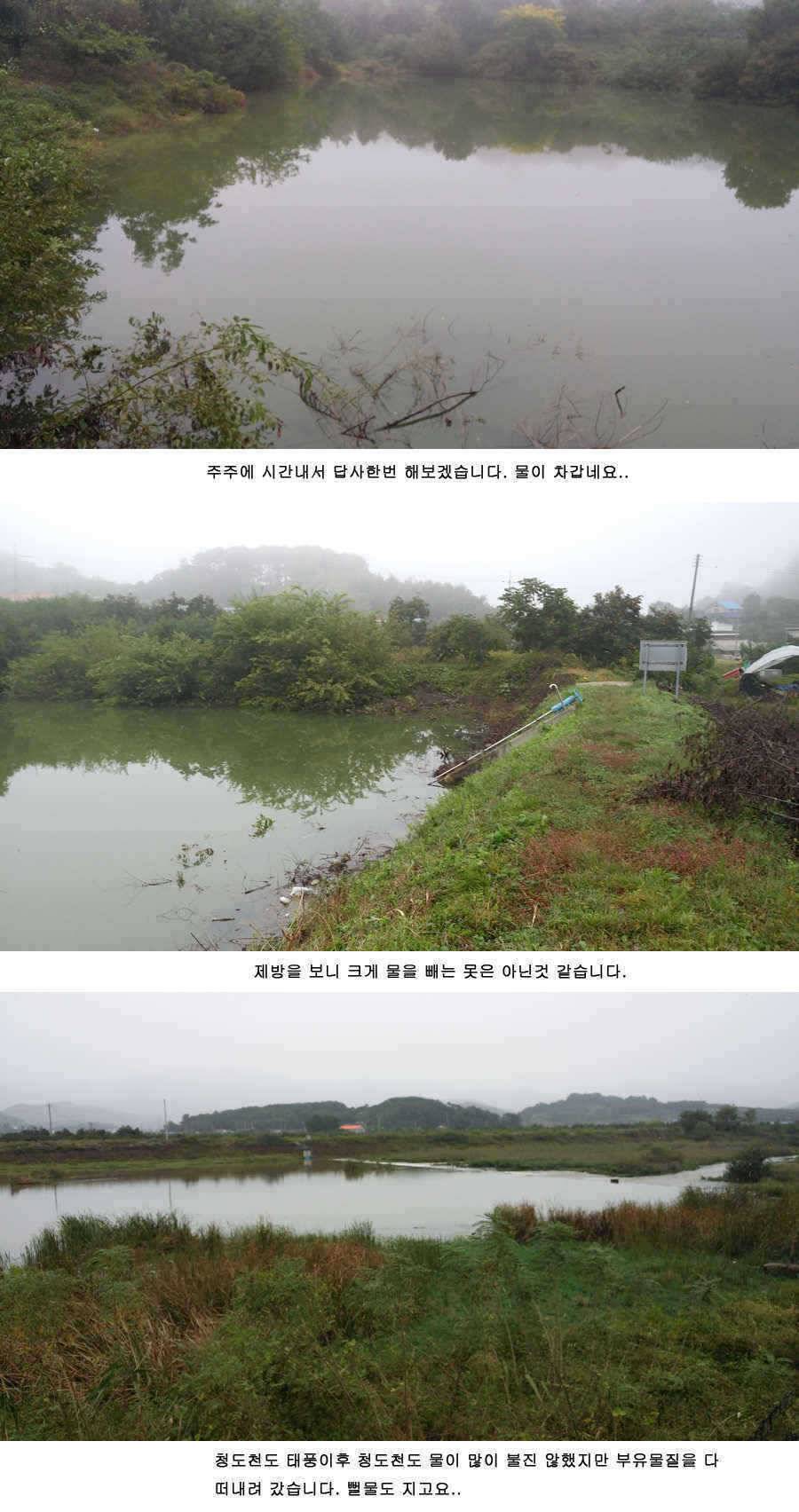 청도권 붕어40cm 잉어 1m대구리도 (조황조행기 - 특파원조황)