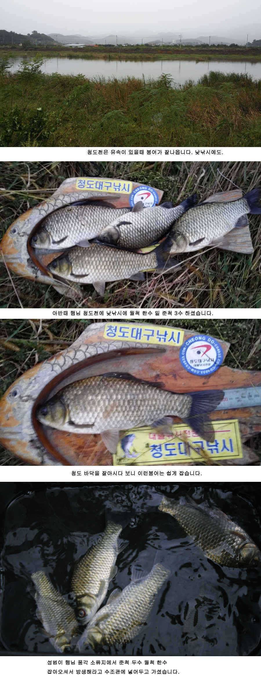청도권 붕어40cm 잉어 1m대구리도 (조황조행기 - 특파원조황)