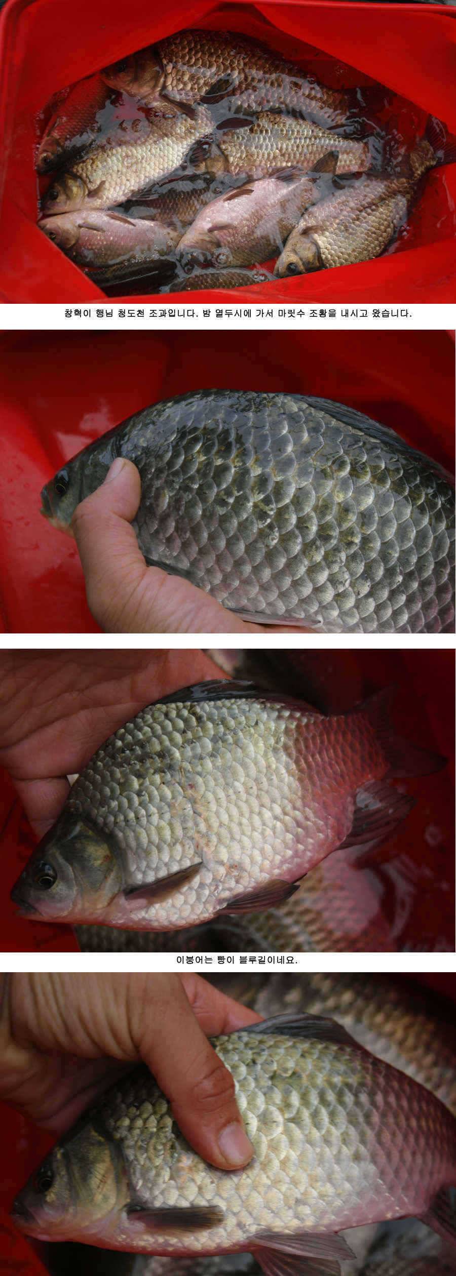 청도권 붕어40cm 잉어 1m대구리도 (조황조행기 - 특파원조황)